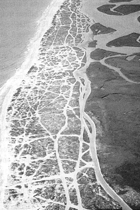 Beach Buggy Damage to Dunes