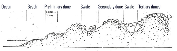 Primary Secondary Teriary Sand Dunes