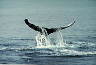 Humpback whale