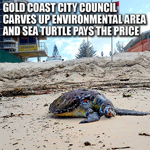 Sea Turtle Pays Price