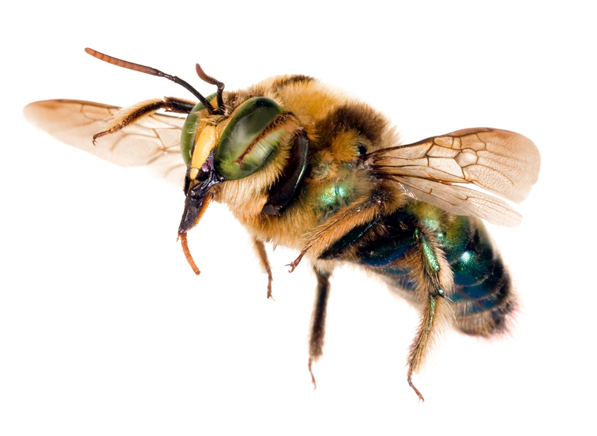 Australian Native Bee