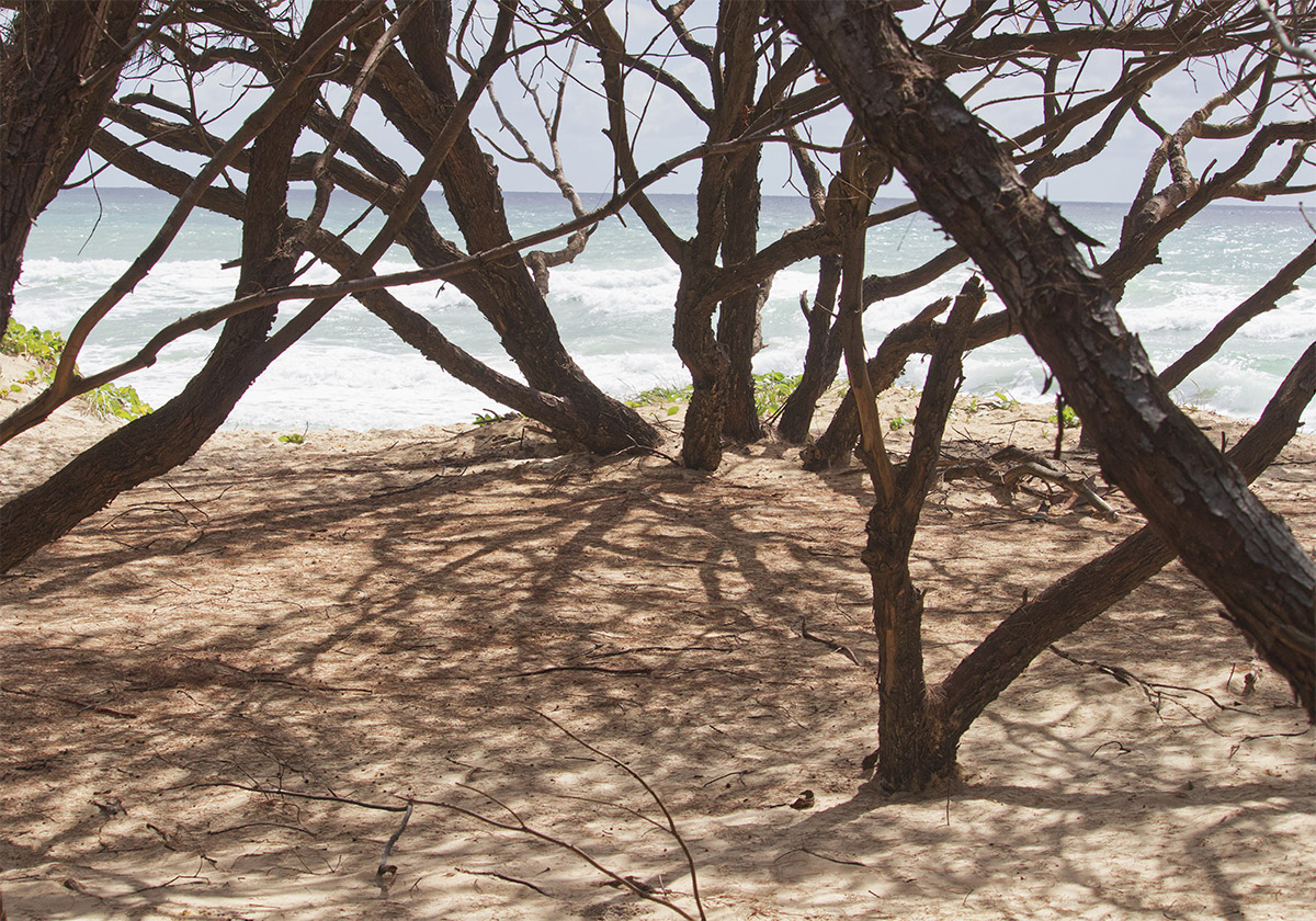 Sandhills Trees Gold Coast Spit