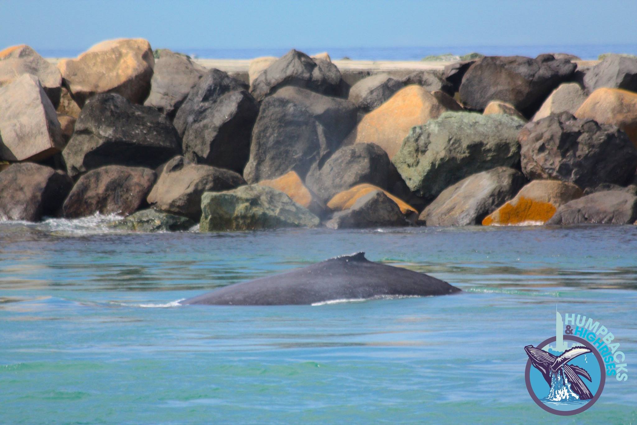 Whale In Seaway