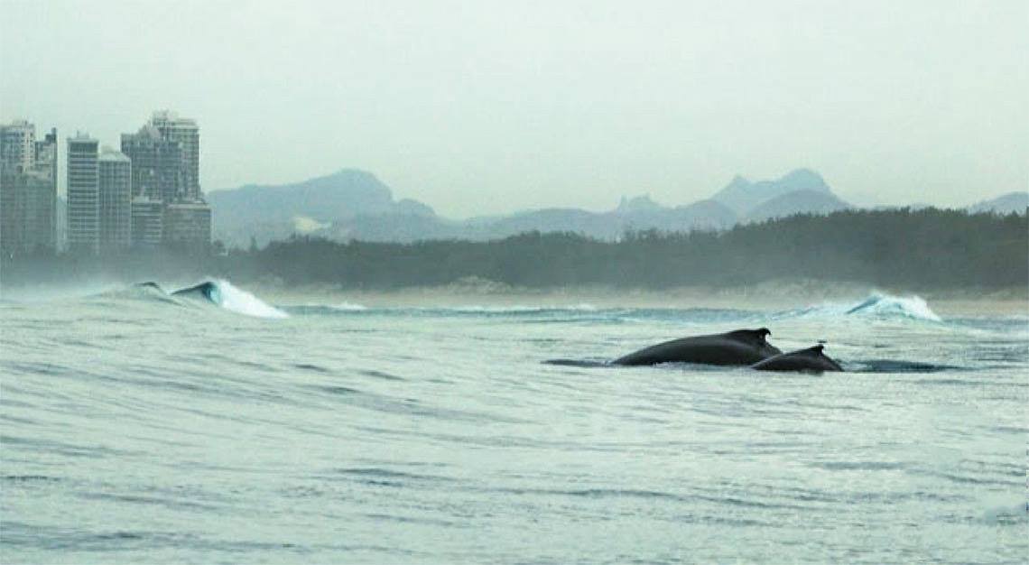Whales Mother Calf Main Beach