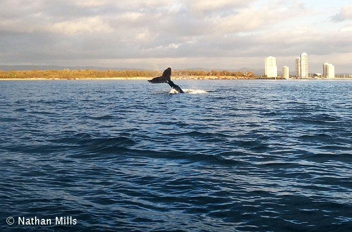 Humpback at Wavebreak