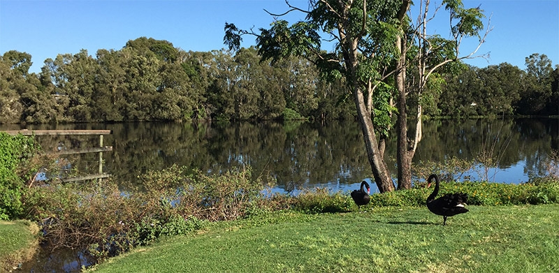 Black Swan Lake