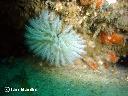 Tube Worm