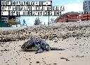 Green Sea Turtle May have paid Price