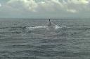 whale gold coast